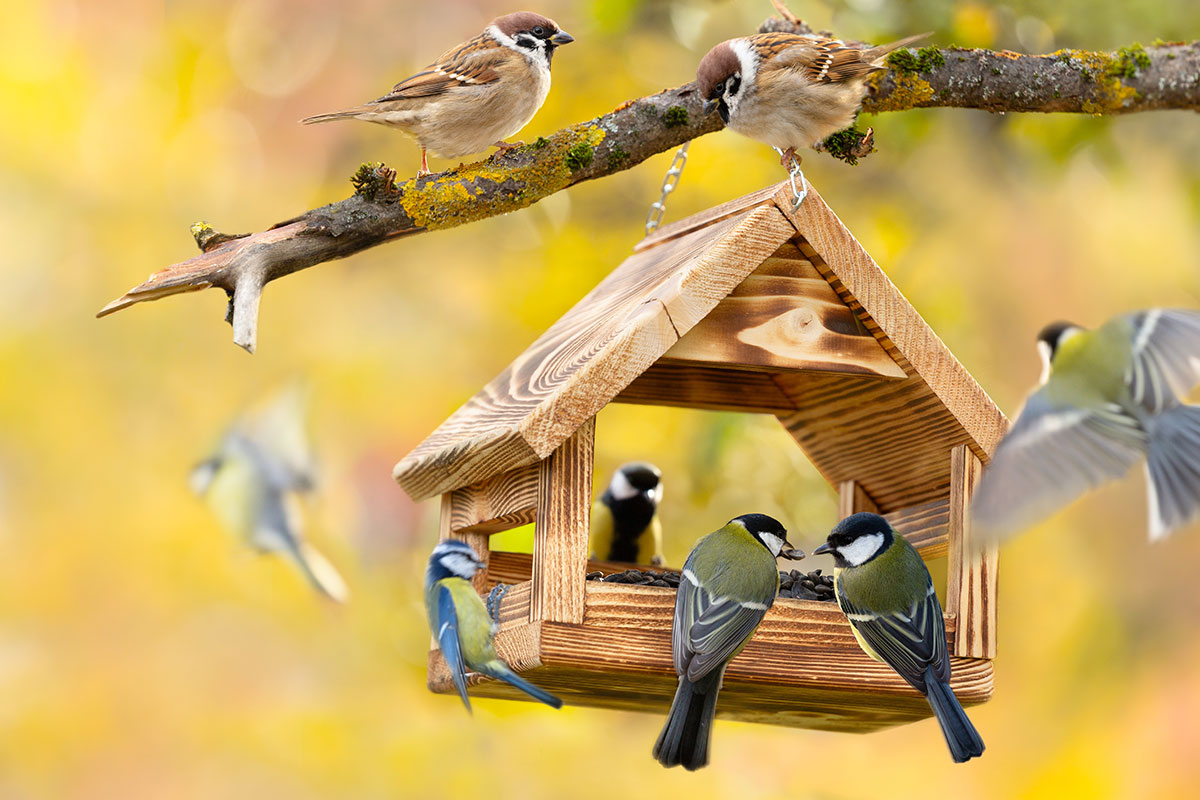 Building the Perfect Birdhouse: A Step-by-Step Guide